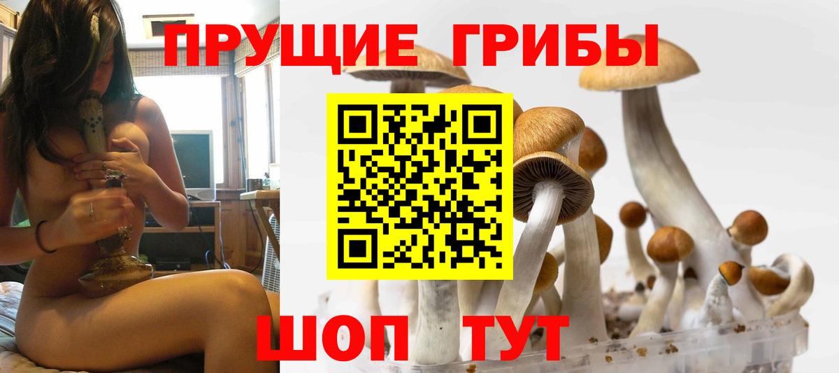 Тара  Галлюциногенные грибы MAGIC MUSHROOMS  Вход с VPN  Галлюциногенные грибы мухоморы 